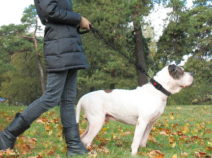 Hands-Free Elastic Dog Leash with Harness